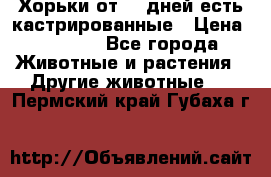   Хорьки от 35 дней есть кастрированные › Цена ­ 2 000 - Все города Животные и растения » Другие животные   . Пермский край,Губаха г.